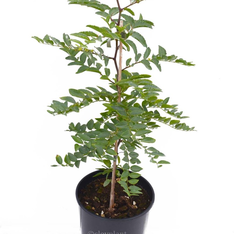 Jujuba tŕnitá (Ziziphus spinosa) jednoročný semenáč
