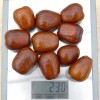 Jujube Tree (Ziziphus jujuba) LANG