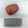 Jujube Tree (Ziziphus jujuba) LANG
