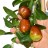 Jujube Chinese Date