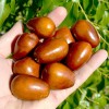 Jujube Tree (Ziziphus jujuba) LANG
