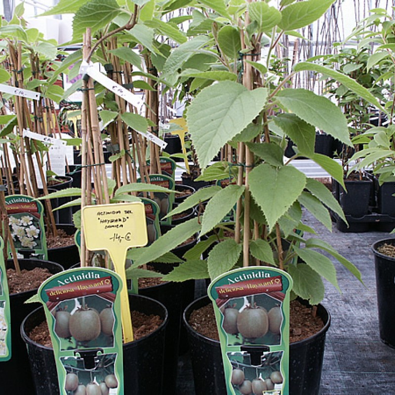Kiwi opeľovač (Actinidia deliciosa) TOMURI