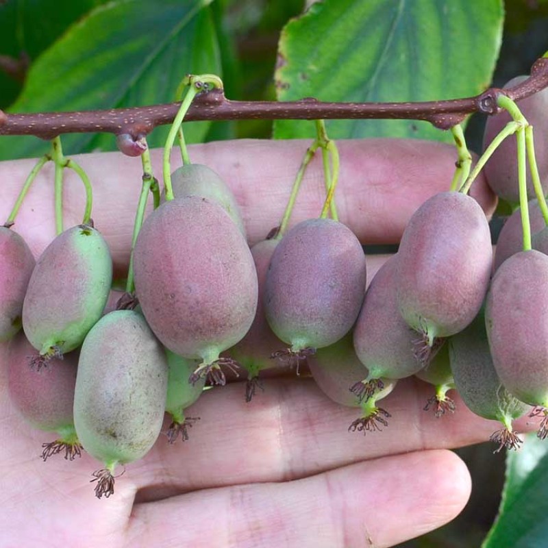 Kiwi (Actinidia arguta) BINGO®
