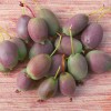 Kiwi (Actinidia arguta) BINGO®