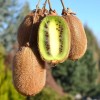 Kiwi (Actinidia deliciosa) JENNY