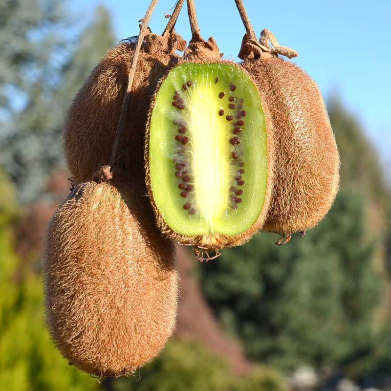 Kiwi (Actinidia deliciosa) JENNY