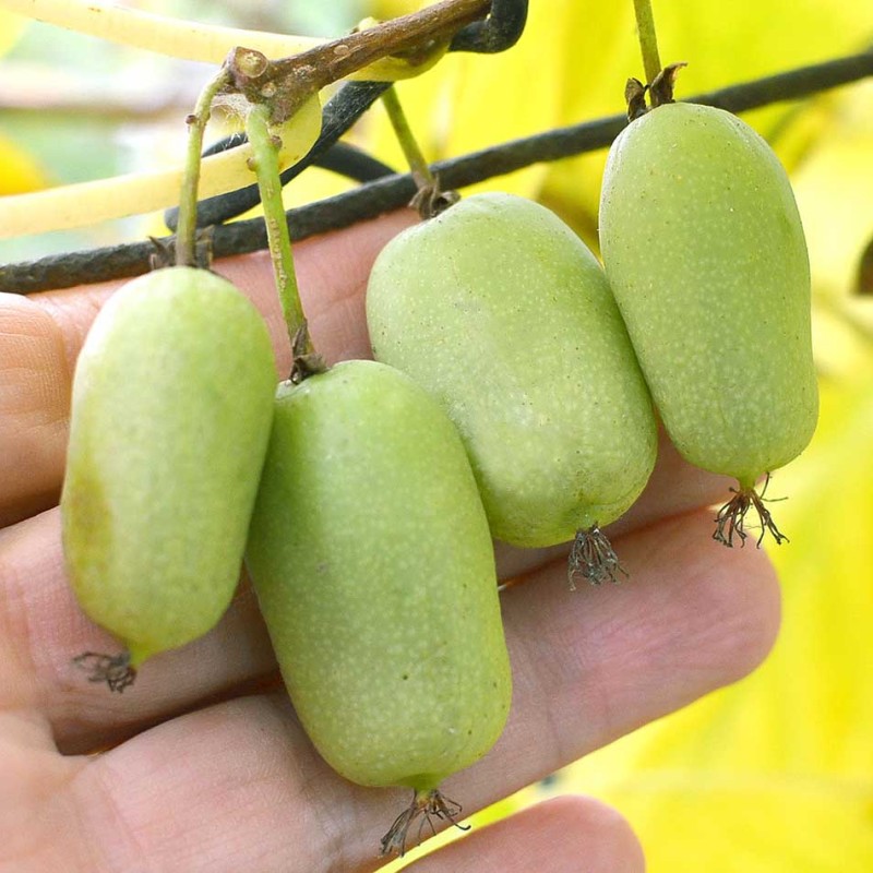 Kiwi (Actinidia arguta) JUMBO®