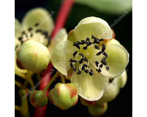 Kiwi plant Male Pollinator Actinidia arguta