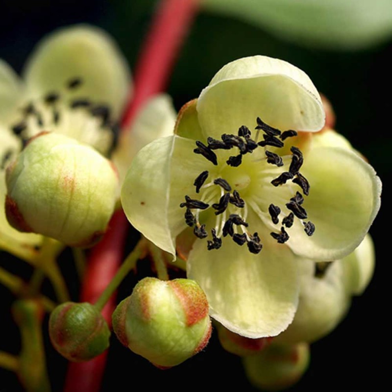 Kiwi opeľovač Actinidia arguta