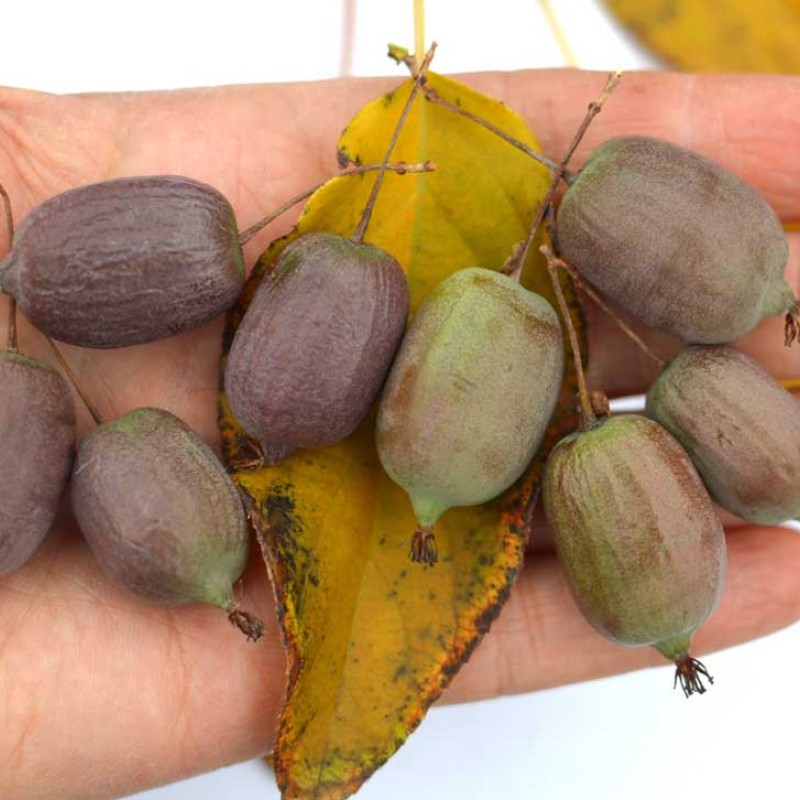 Kiwi (Actinidia arguta) RED JUMBO