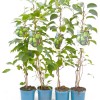 Kiwi (Actinidia arguta) VITIKIWI™