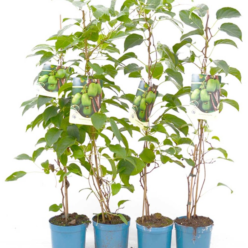 Kiwi (Actinidia arguta) PURPURNAJA SADOVAJA