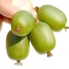 Kiwi (Actinidia arguta) VITIKIWI™