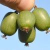 Kiwi (Actinidia arguta) VITIKIWI™