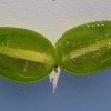 Kiwi (Actinidia arguta) VITIKIWI™