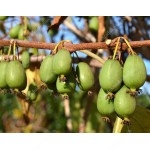 Kiwi Plant VITIKIWI™ Hardy Actinidia arguta