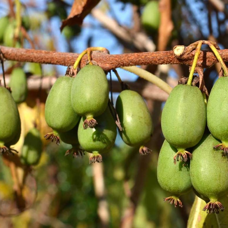 Kiwi (Actinidia arguta) VITIKIWI™