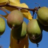 Kiwi (Actinidia arguta) WEIKI