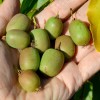 Kiwi (Actinidia arguta) WEIKI