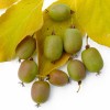 Kiwi (Actinidia arguta) WEIKI