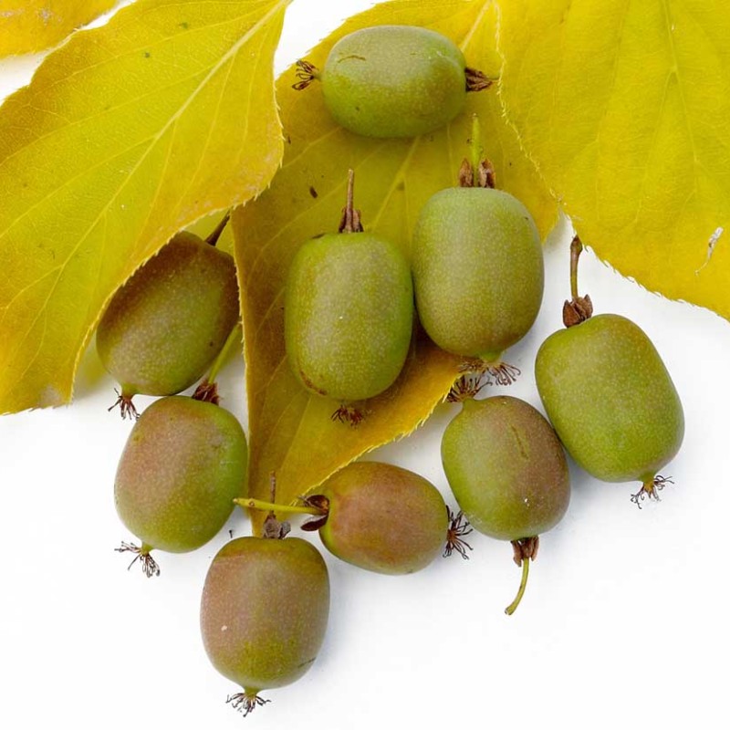 Kiwi (Actinidia arguta) WEIKI