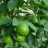 Lime Tree
