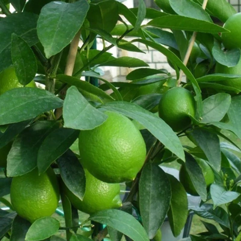 Perzská limeta (Citrus latifolia) BEARSS