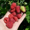 Raspberry (Rubus idaeus) BENEFIS