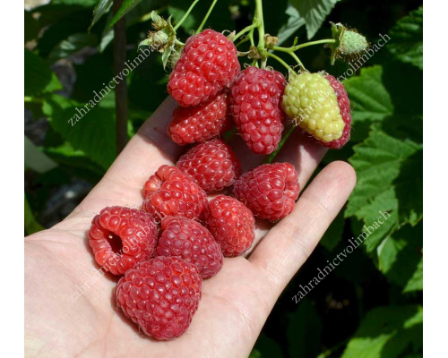 Raspberry BENEFIS