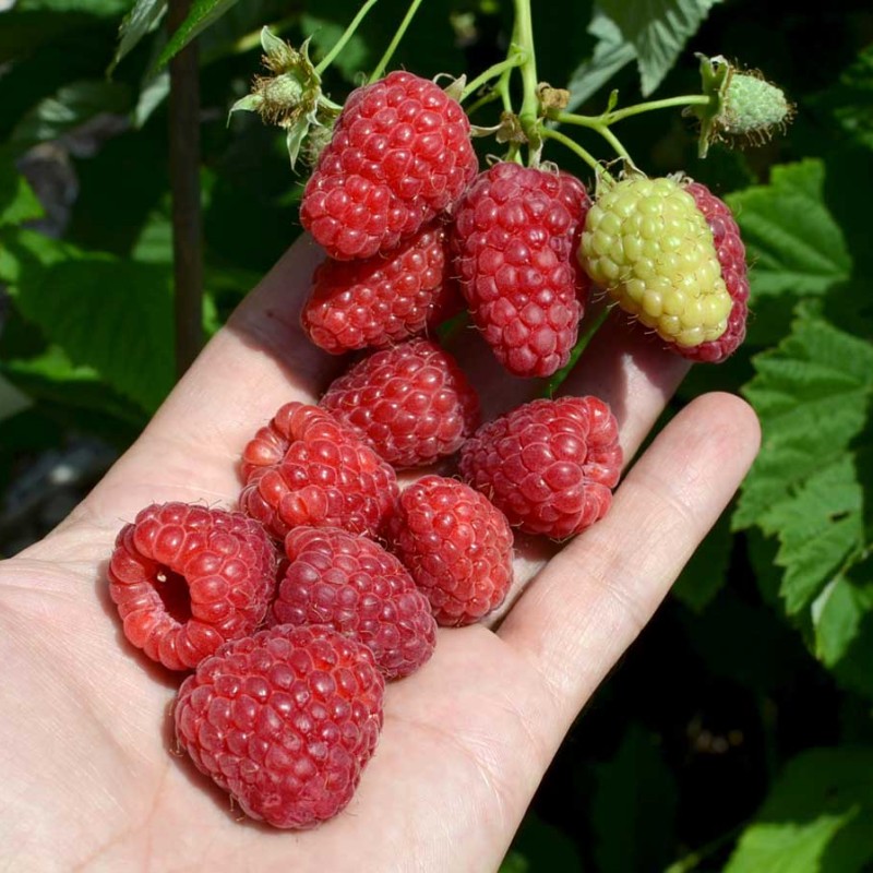 Raspberry (Rubus idaeus) BENEFIS