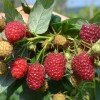 Raspberry (Rubus idaeus) DELNIWA