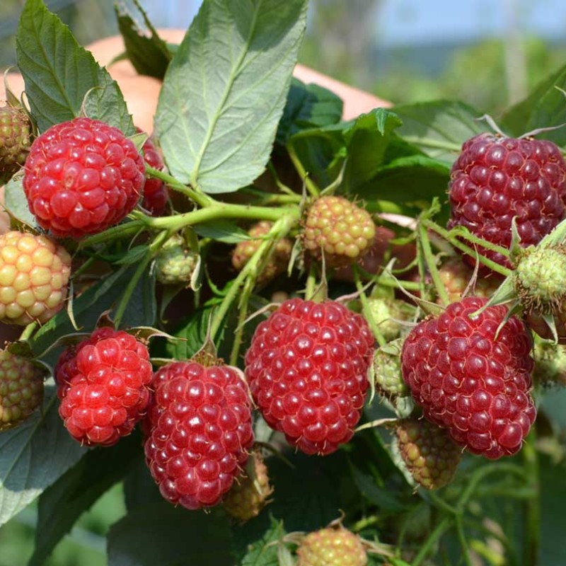 Raspberry (Rubus idaeus) DELNIWA
