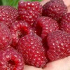Himbeere (Rubus idaeus) ELIDA®