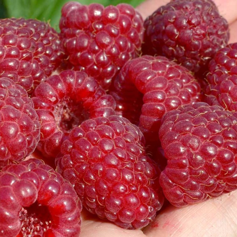 Himbeere (Rubus idaeus) ELIDA®