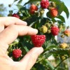 Malina (Rubus idaeus) GERAKL