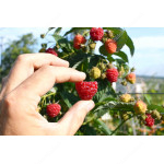 Himbeere (Rubus idaeus) GERAKL