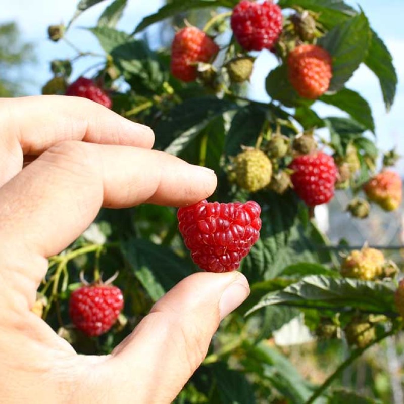 Malina (Rubus idaeus) GERAKL