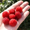 Malina (Rubus idaeus) GERAKL