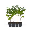 Raspberry (Rubus idaeus) BENEFIS