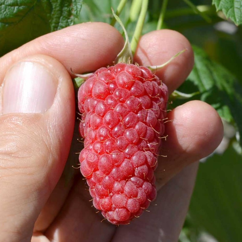 Raspberry (Rubus idaeus) PRZEHYBA