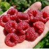 Malina (Rubus idaeus) RUBYFALL(S)