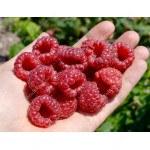 Raspberry (Rubus idaeus) RUBYFALL®