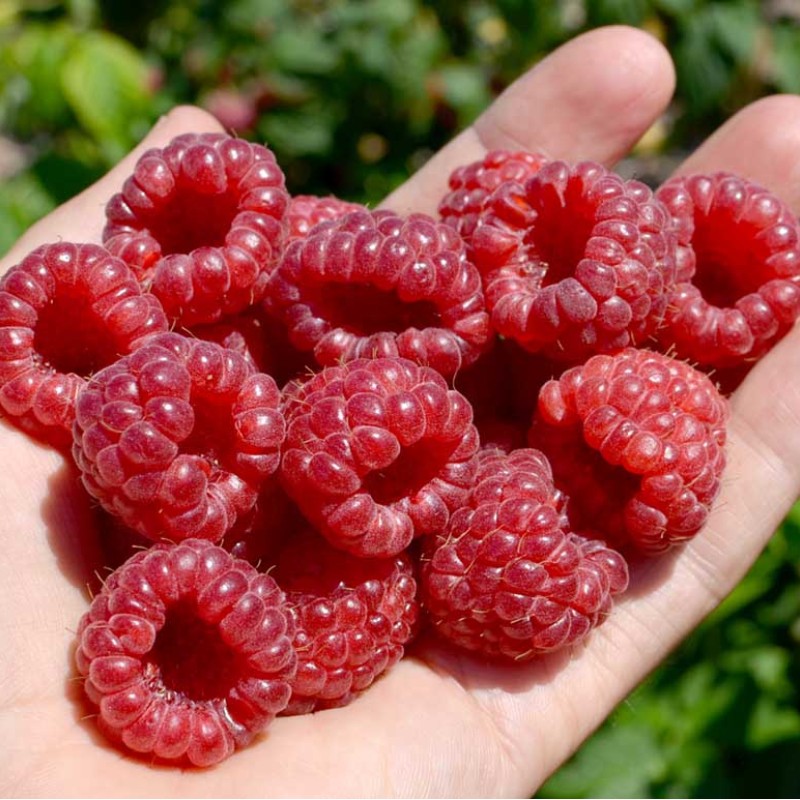 Malina (Rubus idaeus) RUBYFALL(S)