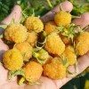 Raspberry (Rubus idaeus) ZHOLTY GIGANT