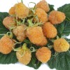 Raspberry (Rubus idaeus) ZHOLTY GIGANT