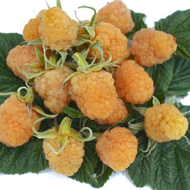 Raspberry (Rubus idaeus) ZHOLTY GIGANT