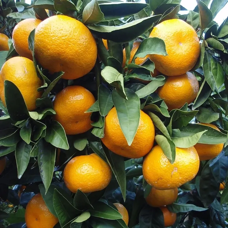 Clementine (Citrus x clementina) ORONULES