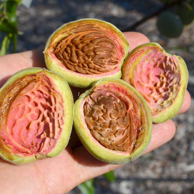 Mandľa hybridná (Prunus amygdalopersica) ROBIJN