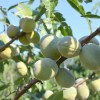 Mandľa hybridná (Prunus amygdalopersica) ROBIJN