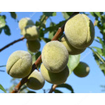 Mandel (Prunus amygdalopersica) ROBIJN